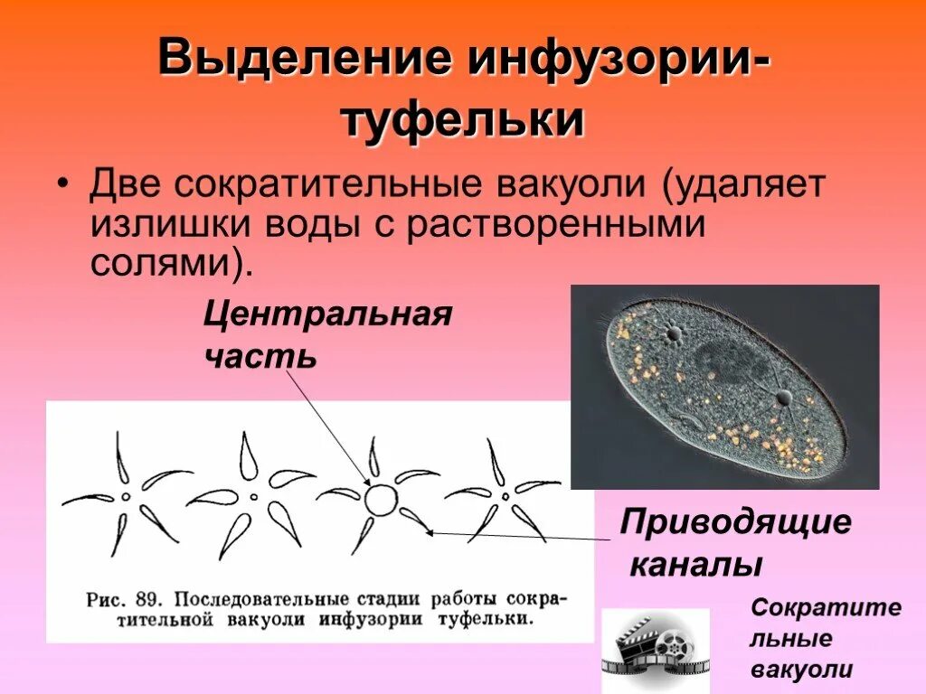 Какую функцию инфузории туфельки выполняет сократительная вакуоль. Выделение инфузории туфельки 7 класс. Выделение инфузории туфельки кратко. Выделительная система инфузории. Орган выделения инфузории туфельки.