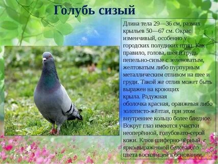 Описание голубя 1 класс окружающий мир