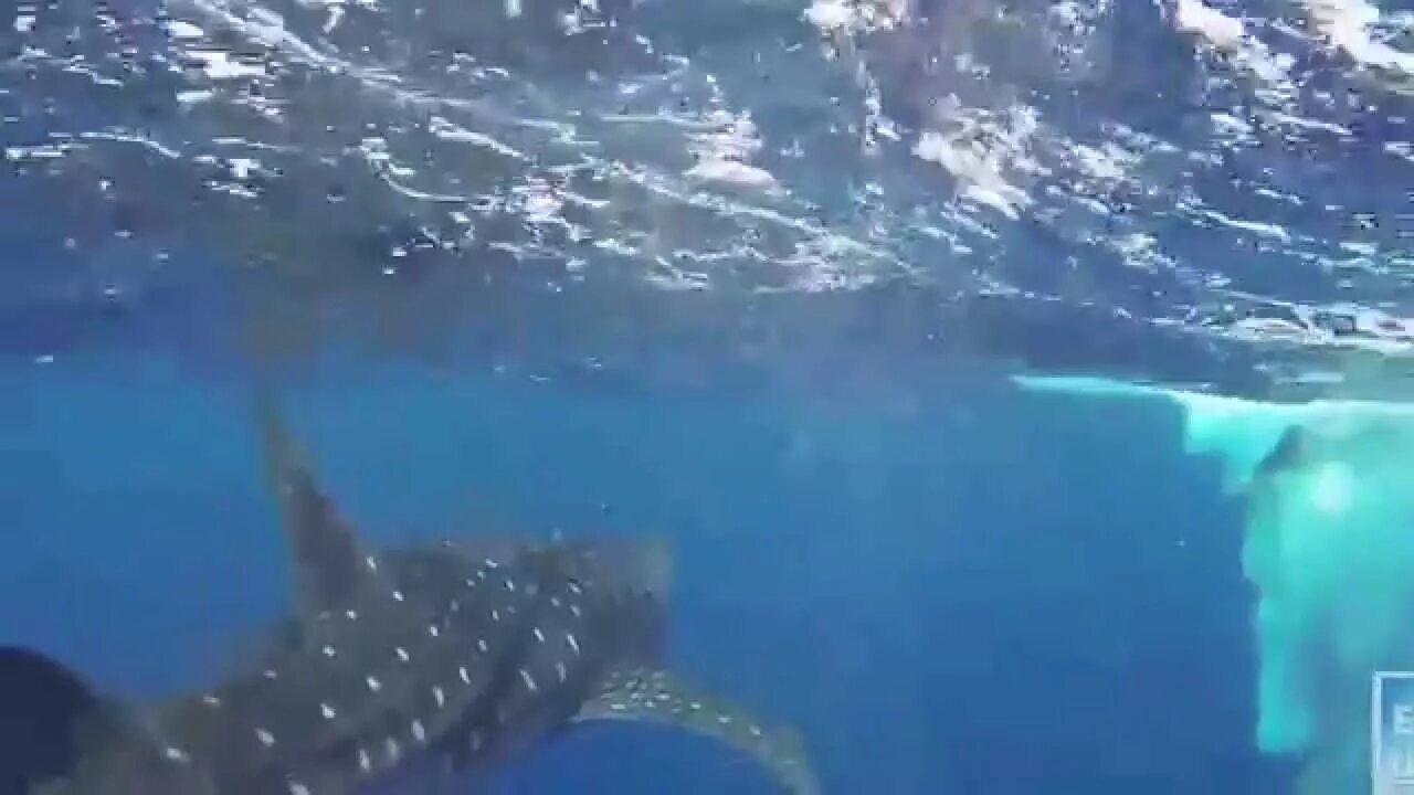 Китовая акула Шарм-Эль-Шейх.