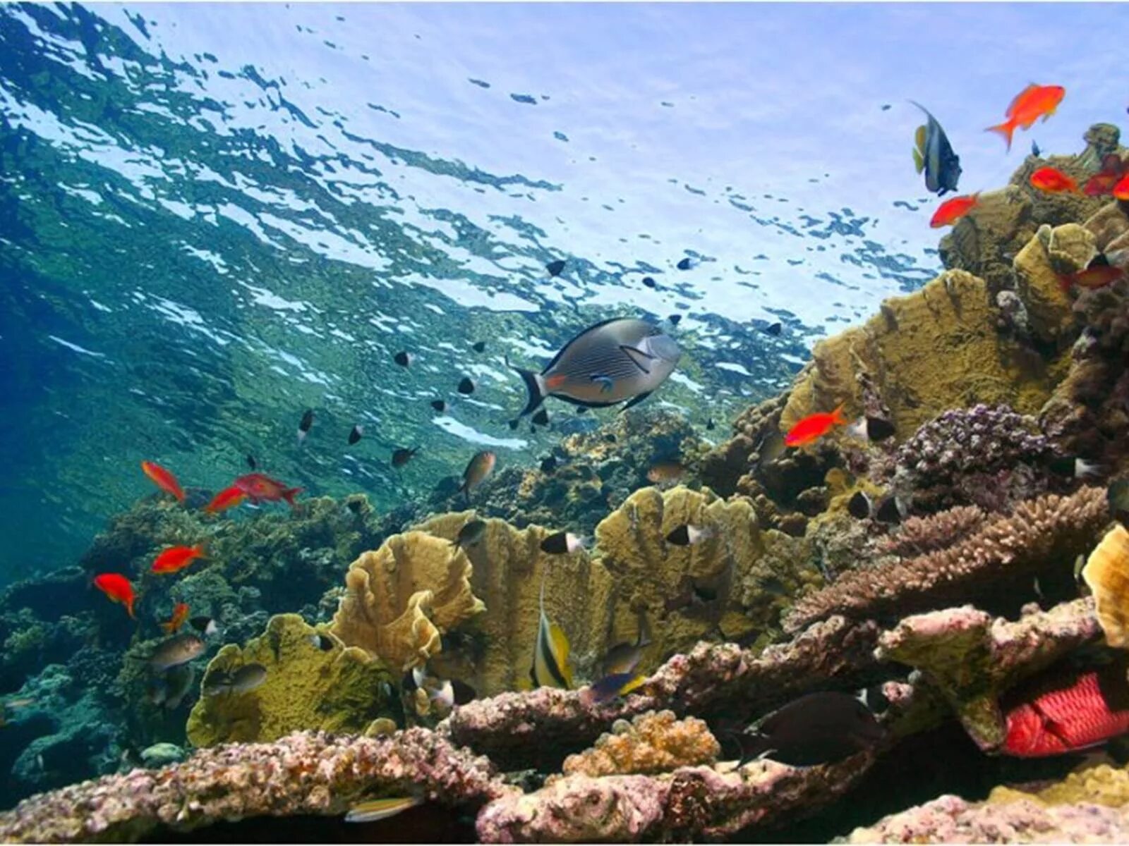 Подводный мир черного моря. Подводный мир черного моря. Кораллы бентос. Фауна черного моря. Атлантический океан коралловый риф.