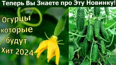 Когда нужно сажать огурцы в 2024 году