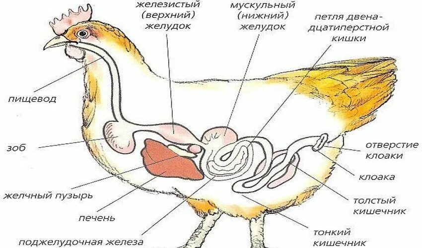 Строение пищеварительной системы кур. Клоака у птиц строение. Схема органов пищеварения птиц курица. Пищеварительная система курицы анатомия. Пищевод зоб