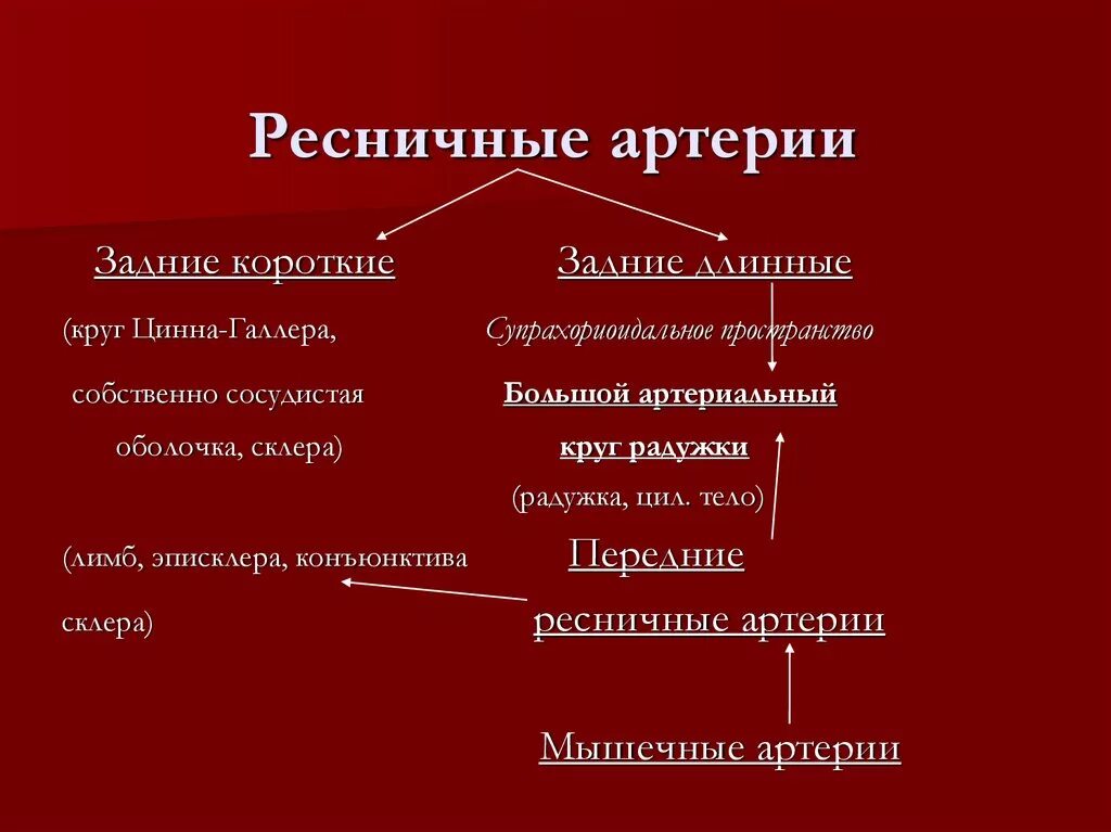 Короткая задняя ресничная артерия. Задние ресничные артерии. Оболочки зрительного нерва глаза. Артерия кровоснабжающая сетчатку. Кровоснабжение глазного яблока анатомия.
