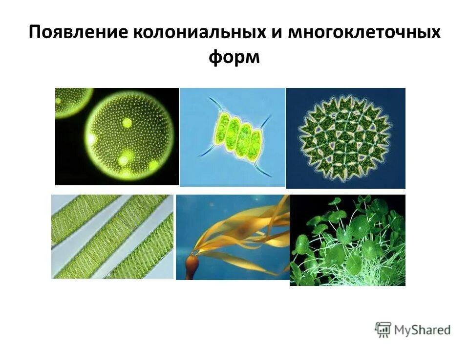 Колониальная одноклеточная водоросль. Колониальные и многоклеточные организмы. Возникновение многоклеточности. Одноклеточные многоклеточные и колониальные. Одноклеточные колониальные и многоклеточные организмы.