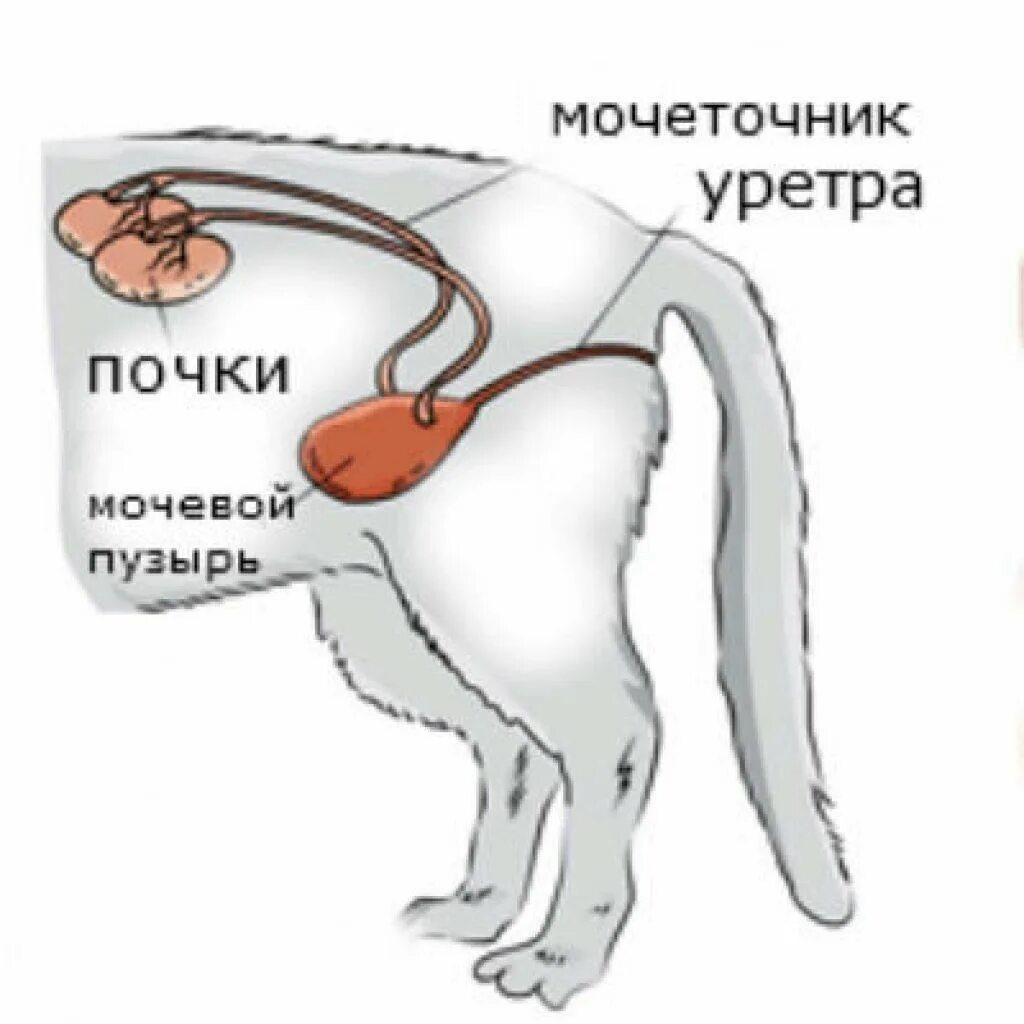 Почки у собаки расположение. Почечная недостаточность у кота.