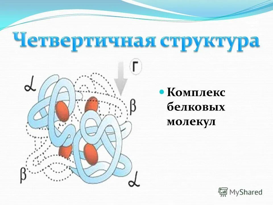 Четвертичная структура молекулы. Четвертичная структура белковой молекулы. четвертичная структура белка белковая молекула. строение белковой молекулы четвертичная. четвертичная структура белка схема.