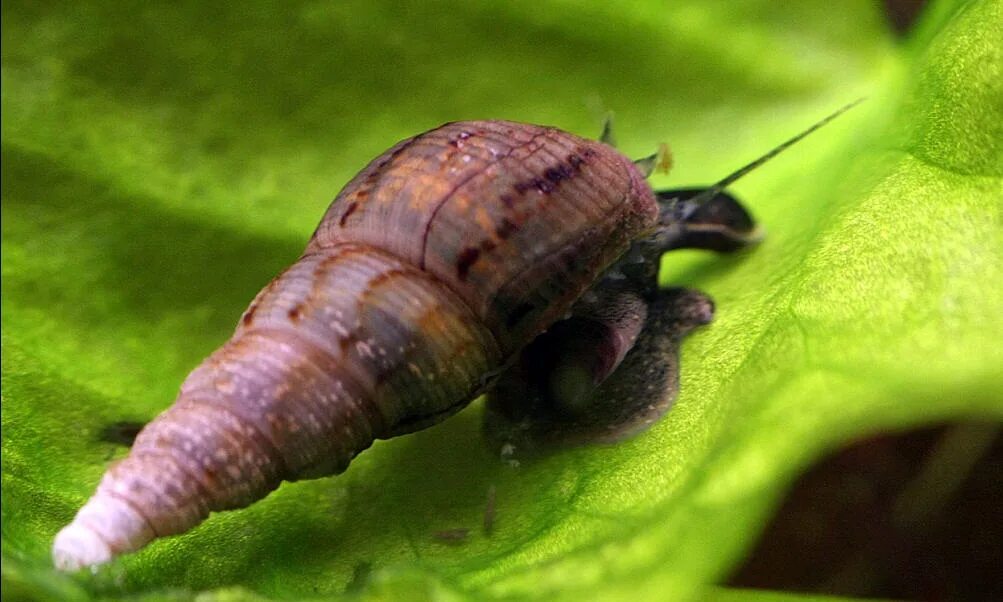 Улитки аквариума названия. Аквариумные улитки Мелании. Улитка гранифера (melanoides granifera).