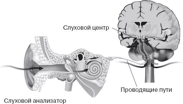 Слуховой центр коры мозга. Слуховой центр мозга. Слуховые центры головного мозга. Центр слуха в мозге. Слуховой центр в мозге где.