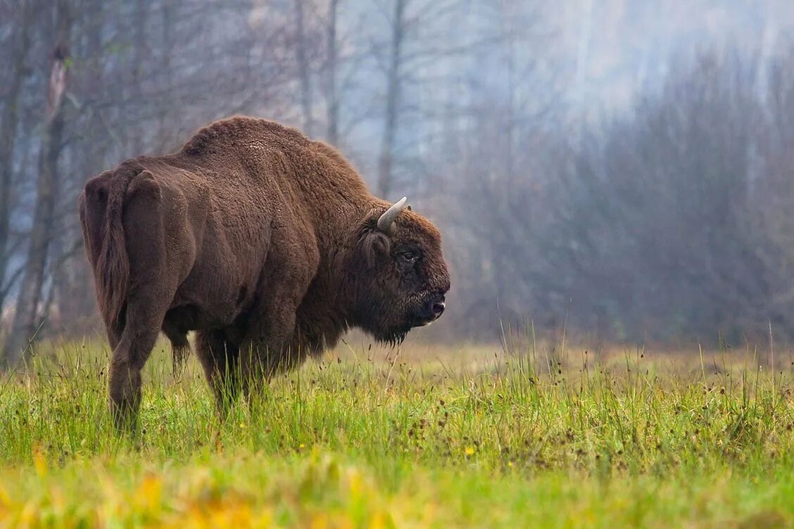 Какие зубры. Какие зубры. Беловежская пуща заповедник. Какие зубры. Какие зубры.