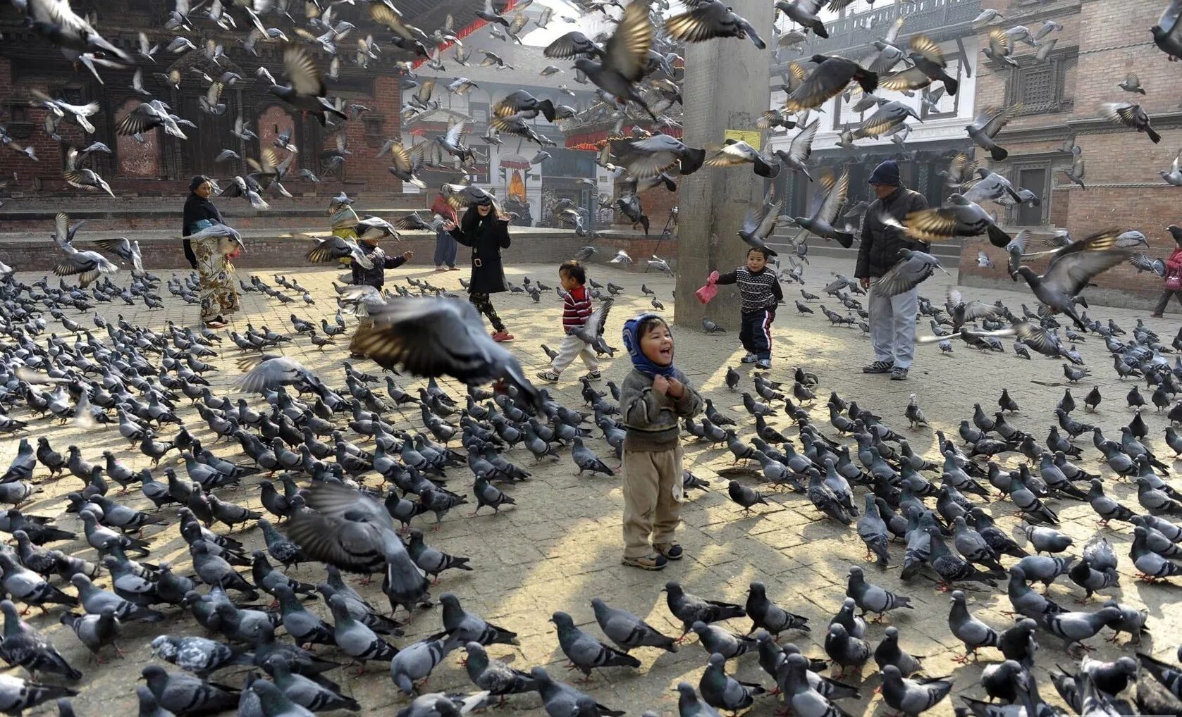 Стая голубей. Много птиц. Много голубей. Куча голубей. Стая голубей.