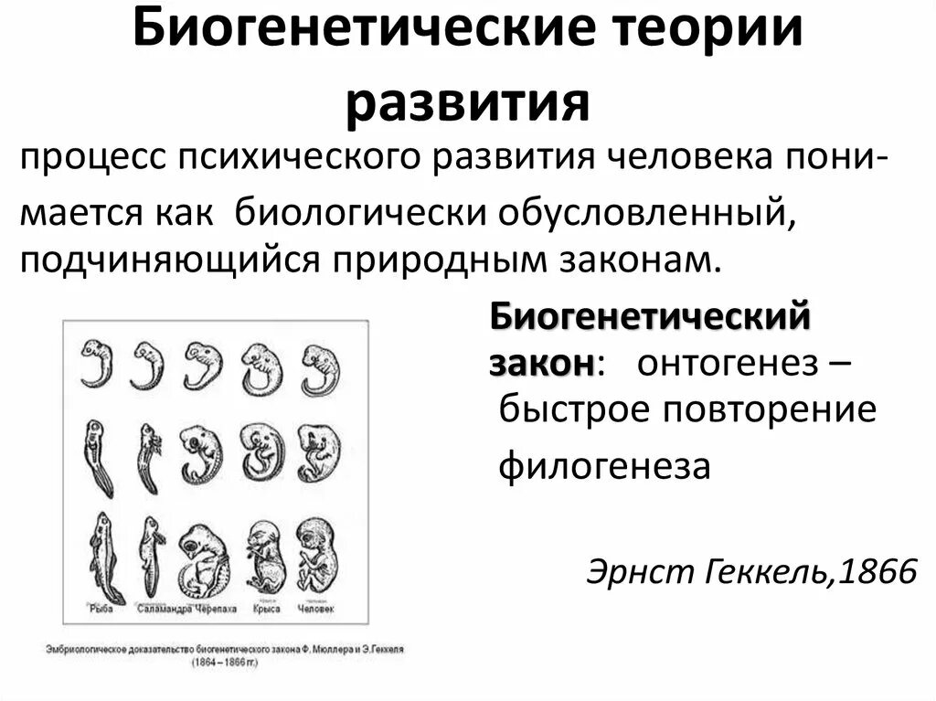 Биогенетическая концепция психического развития. Периодизация штерна. Биогенетическое направление развития человека. Таблица периодизация психического развития по штерну. Факторы развития психики.