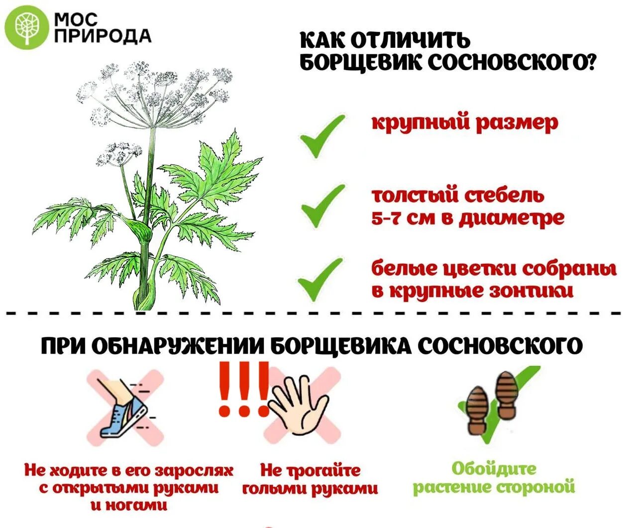 Стебель борщевика. Опасное растение борщевик. Борщевик Сосновского ядовитое растение. Ядовитый борщевик Сосновского. Как отличить ядовитые