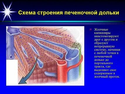 Желчные капилляры печени