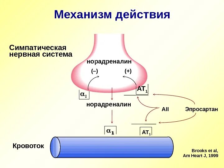 Схема механизма действия катехоламинов. Механизм действия адреналина схема. Норадреналин механизм действия. Механизм действия катехоламинов биохимия. Адреналин кишечник