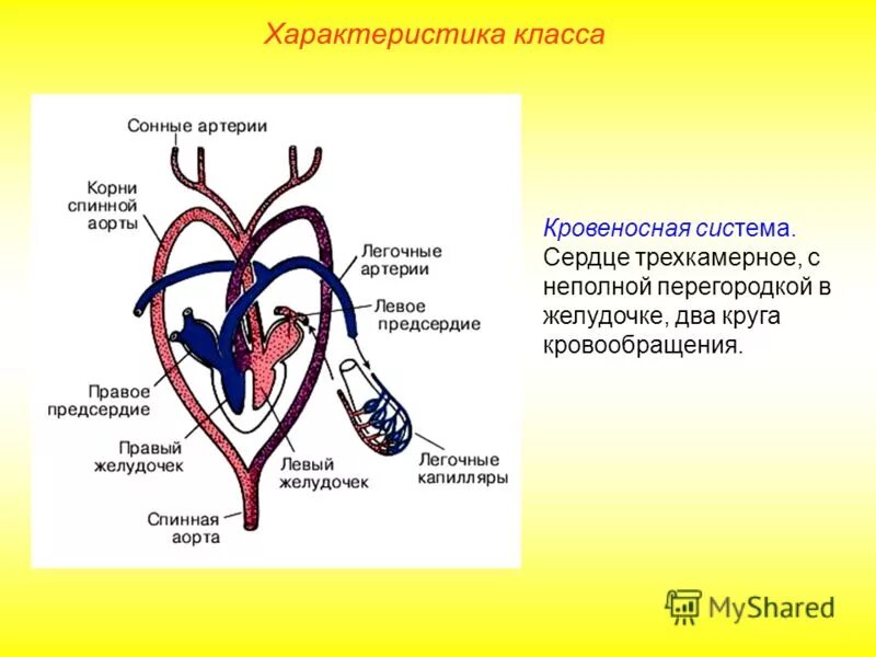 трехкамерное сердце с неполной перегородкой у пресмыкающихся. трёхкамерное сердце с неполной перегородкой в желудочке у кого. строение сердца пресмыкающегося. схема строения кровеносной системы ящерицы. трехкамерное сердце с неполной перегородкой у пресмыкающихся.
