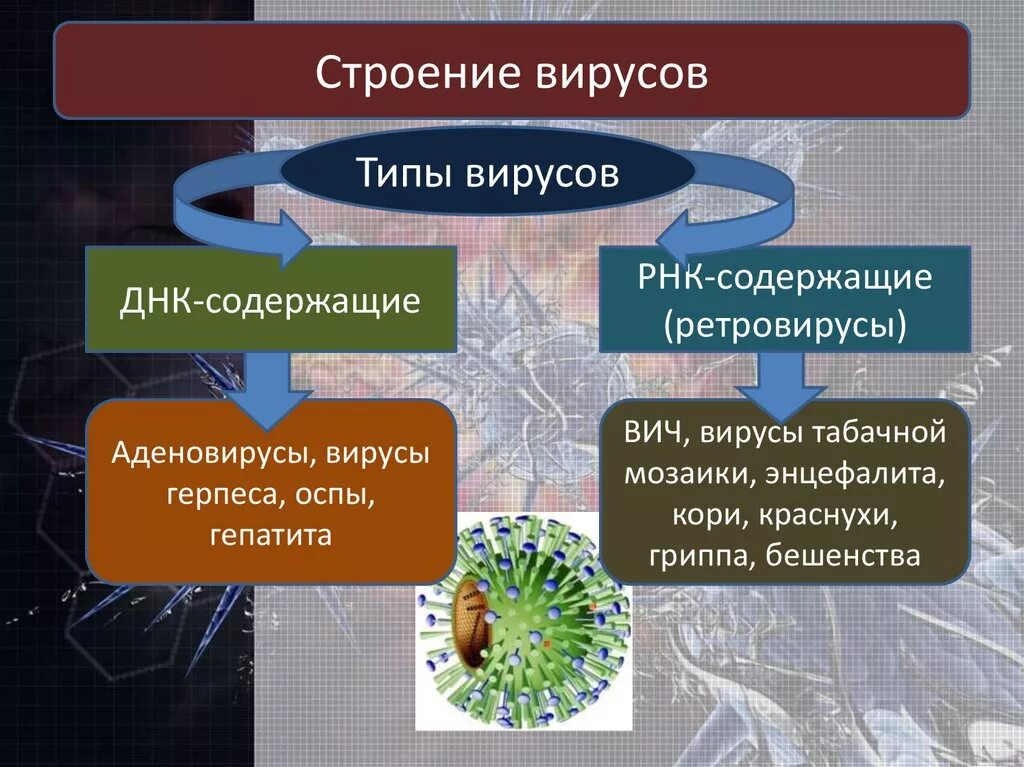 Почему вирусы неклеточные формы. ДНК содержащие вирусы. Вирусы неклеточные формы жизни. РНК содержащие вирусы. Вирусы ДНК содержащие и РНК содержащие.