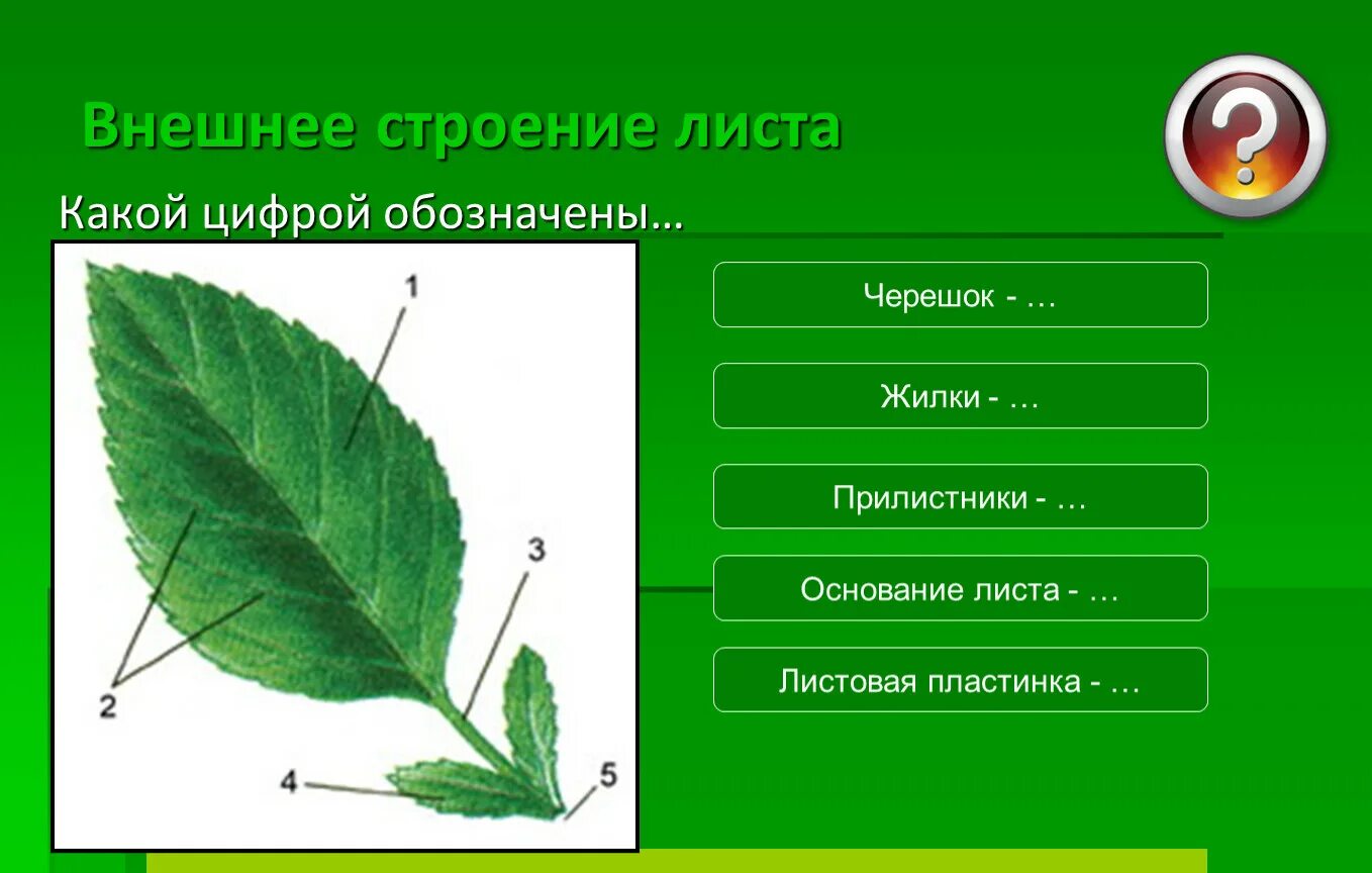 Прилистник черешок основание листа. Внешнее строение листовой пластинки. Листовая пластинка 2 – черешок 3 – жилка. Черешок прилистники листовая пластинка. Контрольная лист 6 класс биология