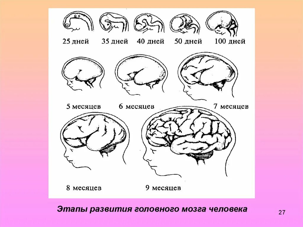 Память в онтогенезе. Стадии развития головного мозга человека анатомия. Этапы созревания мозга. Этапы развития головного мозга в онтогенезе. Схема развития головного мозга человека фронтальный разрез.