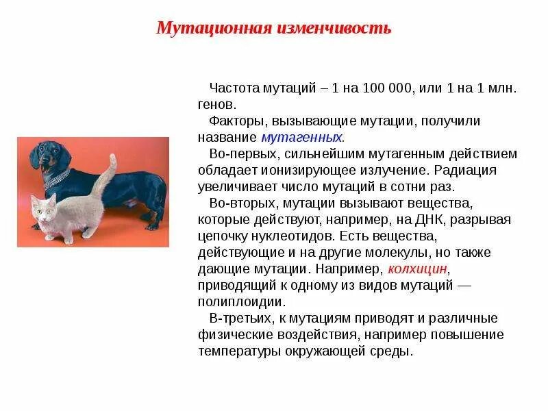 Изменчивость мутации. Мутационная изменчивость. мутационная изменчивость мутации это. мутационная изменчивость факторы вызывающие мутации. факторы мутационной изменчивости.