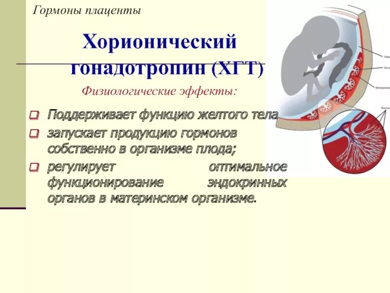 Гонадотропин функции. Хорионический гонадотропный гормон. гонадотропин хорионический органы мишени. гонадотропин хорионический эффекты. гонадотропные гормоны органы мишени.
