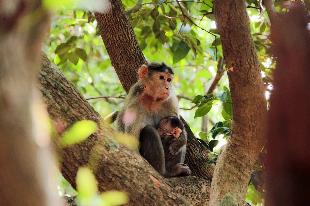 Jungle monkeys. Джунгли Африки шимпанзе. Обезьяна тропического леса Индии. Обезьяны в тропиках. Обезьянки в тропиках.