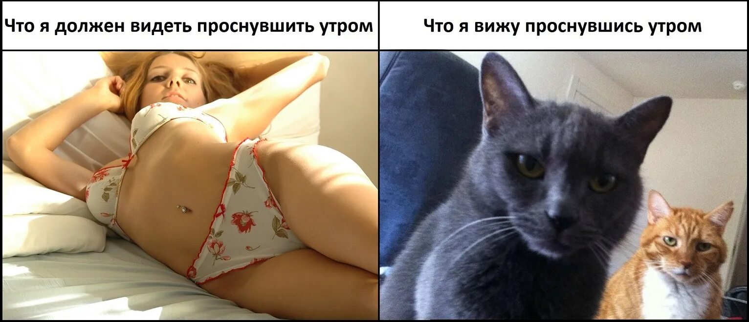 Бывает утром встанешь. Киска юмор. Киска человека. Смешные киски. Кота разбудили.