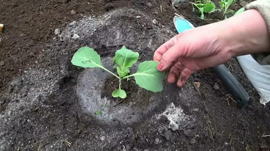 Что добавить при посадке капусты от килы. Кила капусты.
