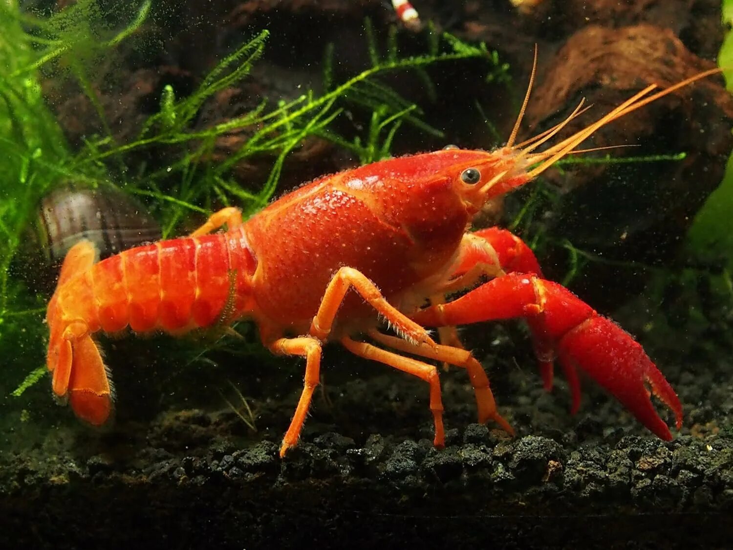 Известные виды раков. Procambarus clarkii. Красный Флоридский краб. Аквариумные лобстеры. Ракообразные в аквариуме.