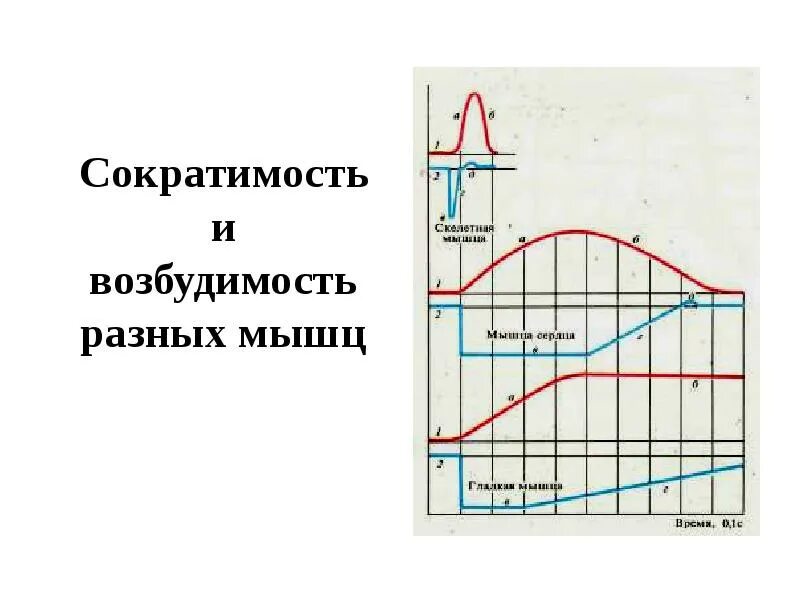 Мышечная сократимость нервная возбудимость. Возбудимость проводимость сократимость. Возбудимость мышц. Сократимость мышц. Метопролол сократимость и возбудимость.