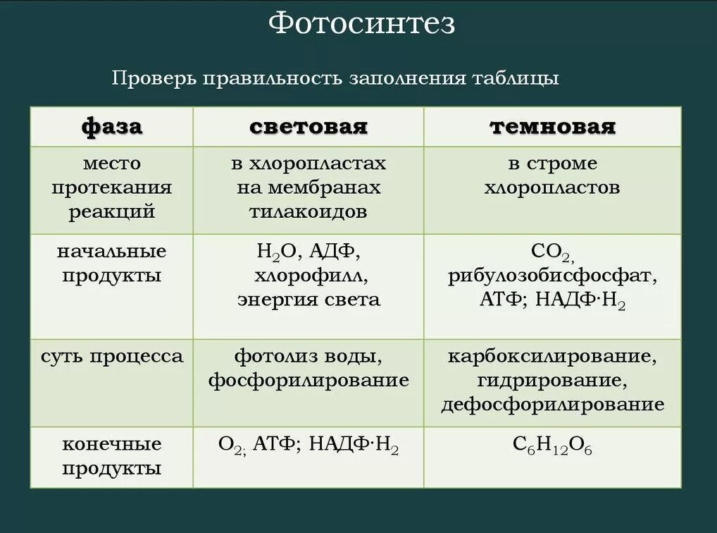 Впервые значение хлорофилла установил русский ученый. Фотосинтез световая фаза и темновая фаза таблица. Процесс фотосинтеза световая и темновая фазы. Фазы фотосинтеза световая и темновая таблица. Фазы фотосинтеза таблица 9 класс световая и темновая.