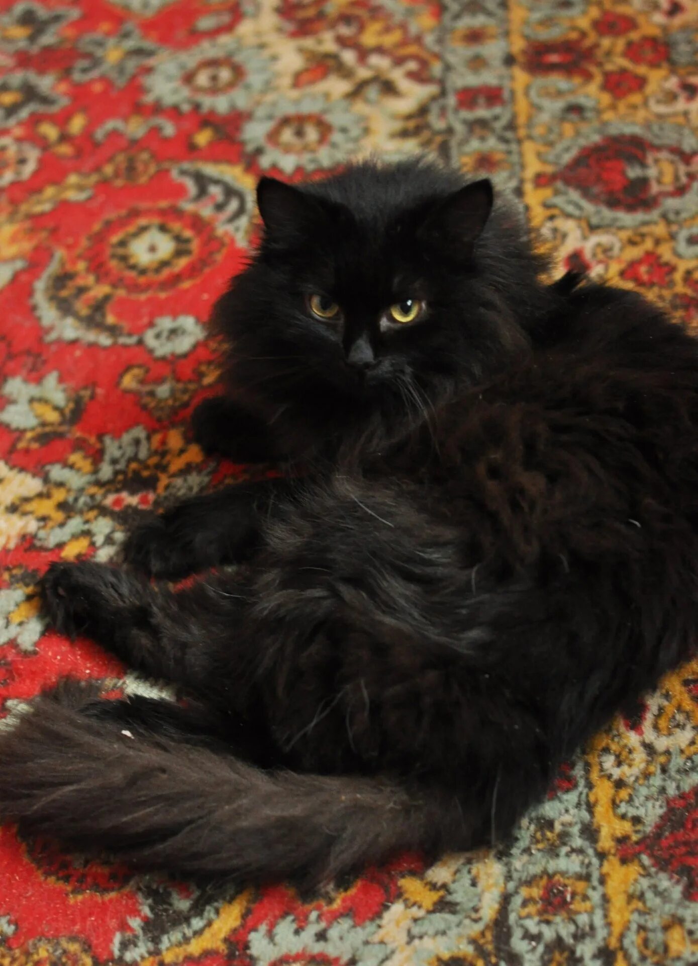 Черная ангора. Турецкая ангора кошка черная. Турецкая ангора котята черные. Сибирский кот черный метис. Сибирско ангорский кот черный.