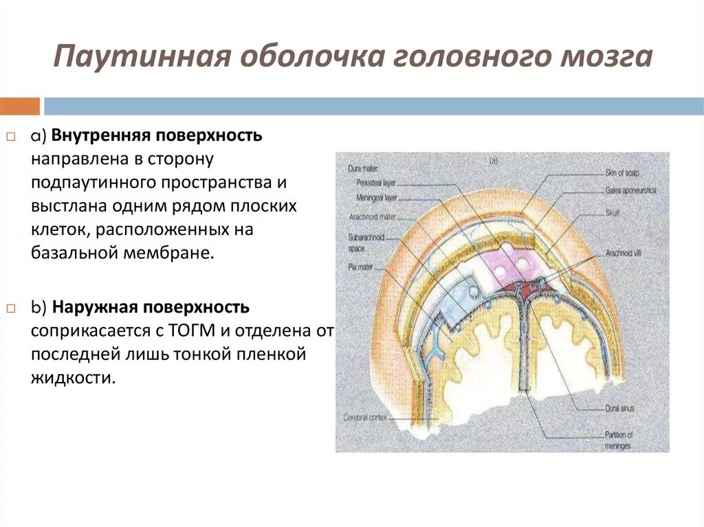 Внутренняя оболочка мозга. Паутинная оболочка головного мозга. Функции паутинной оболочки головного мозга. Строение паутинной оболочки. Паутинная оболочка. Подпаутинные цистерны.