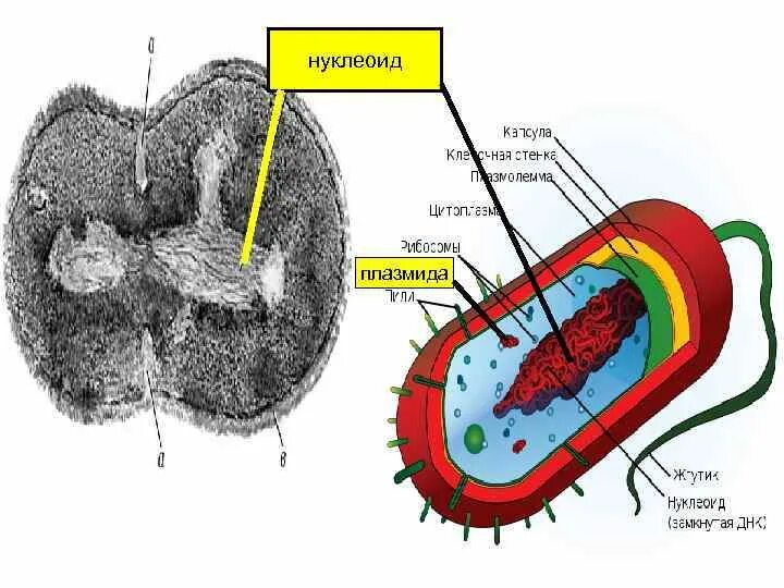 Кольцевой нуклеоид. Нуклеоид строение. Нуклеотид бактериальной клетки строение. Нуклеотид прокариотической клетки. Нуклеоид рисунок.