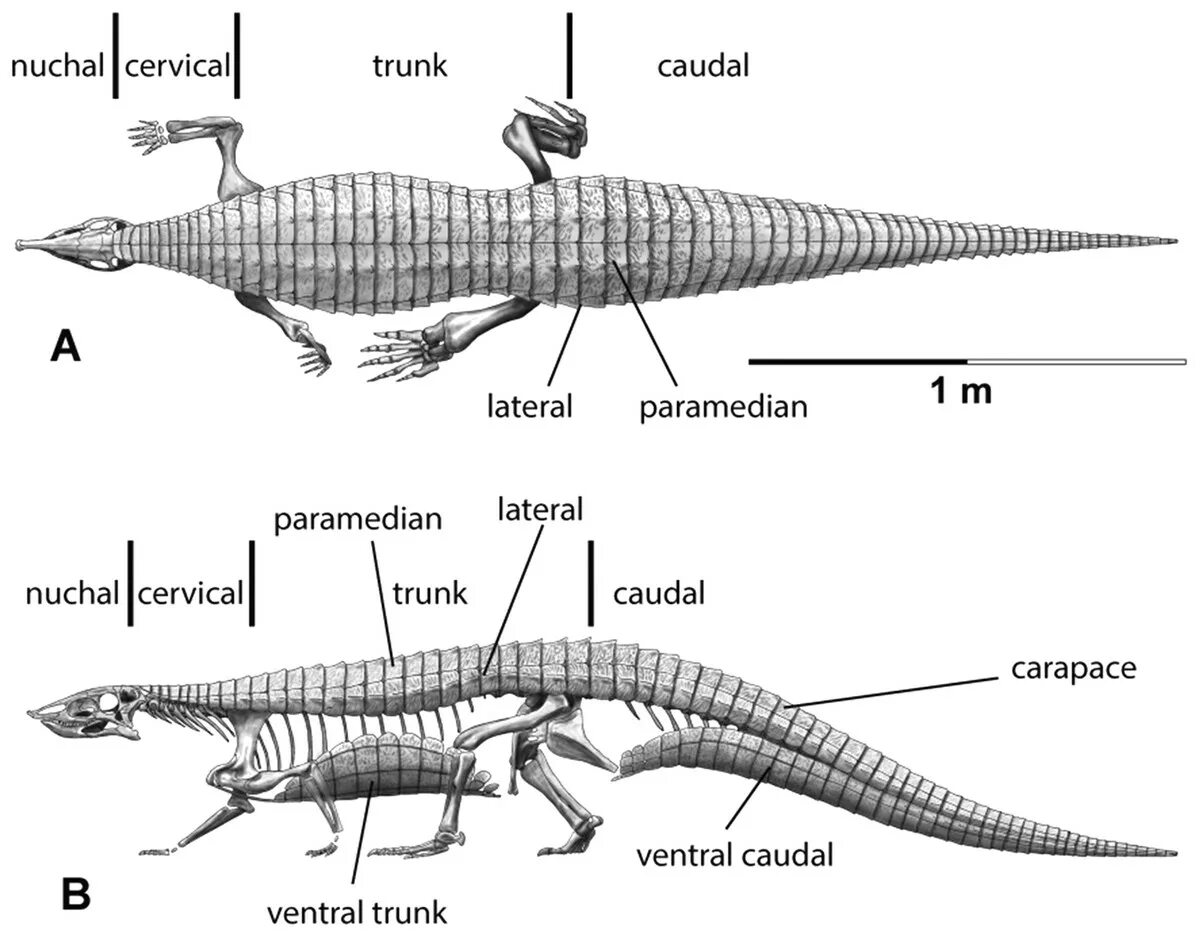 Десматозух. Simosuchus clarki. Стагонолепис. Ихтиовенатор скелет схема. Крокодил свинья