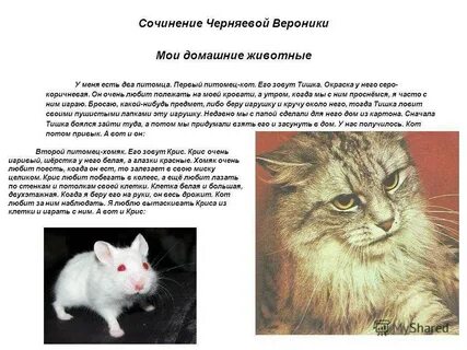 Текст описание о кошке 2