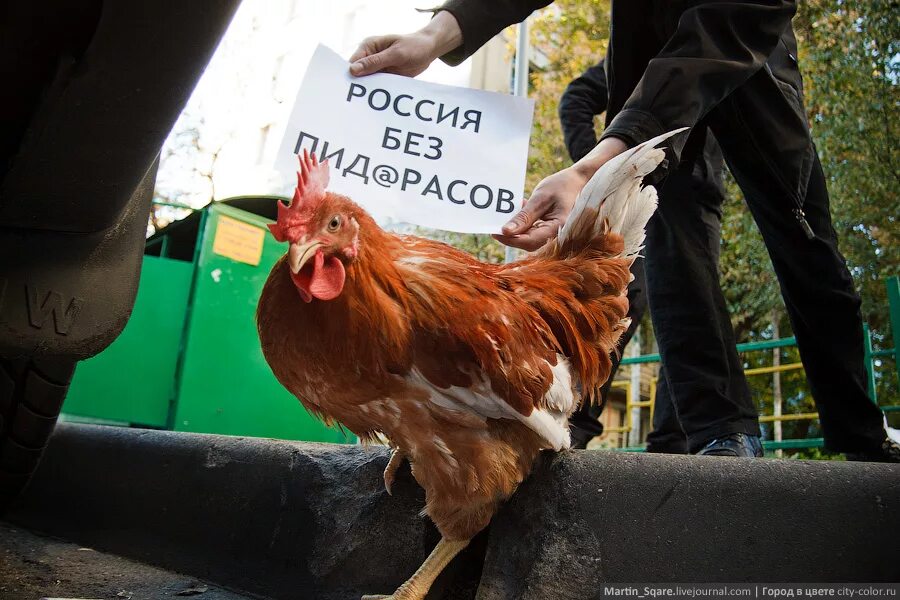 Петух сука. Петушок человек. Человек курица. Петушара человек. Петух рваный.