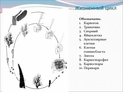 Жизненный цикл красных водорослей