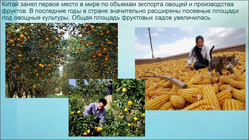 Главная отрасль сельского хозяйства китая. Сельское хозяйство китая. Промышленность и сельское хозяйство китая. Ведущие отрасли сельского хозяйства китая. Скотоводство в древнем китае.
