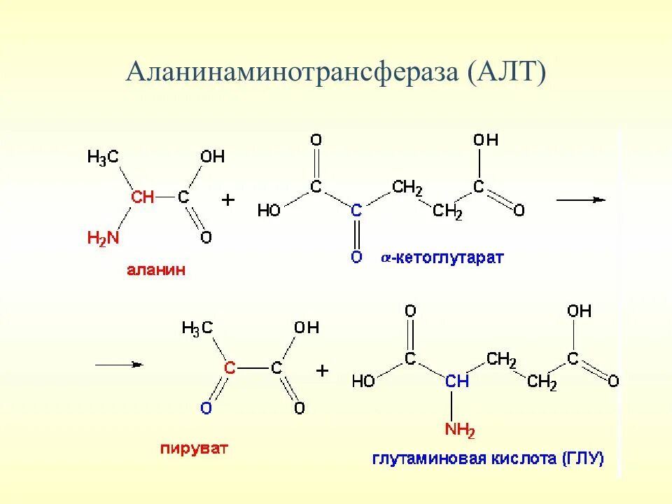 Аланин кислота реакция. Аланинаминотрансфераза строение фермента. Аланинаминотрансфераза строение. Аланинаминотрансфераза формула и структура. Аланинаминотрансфераза катализирует реакцию.