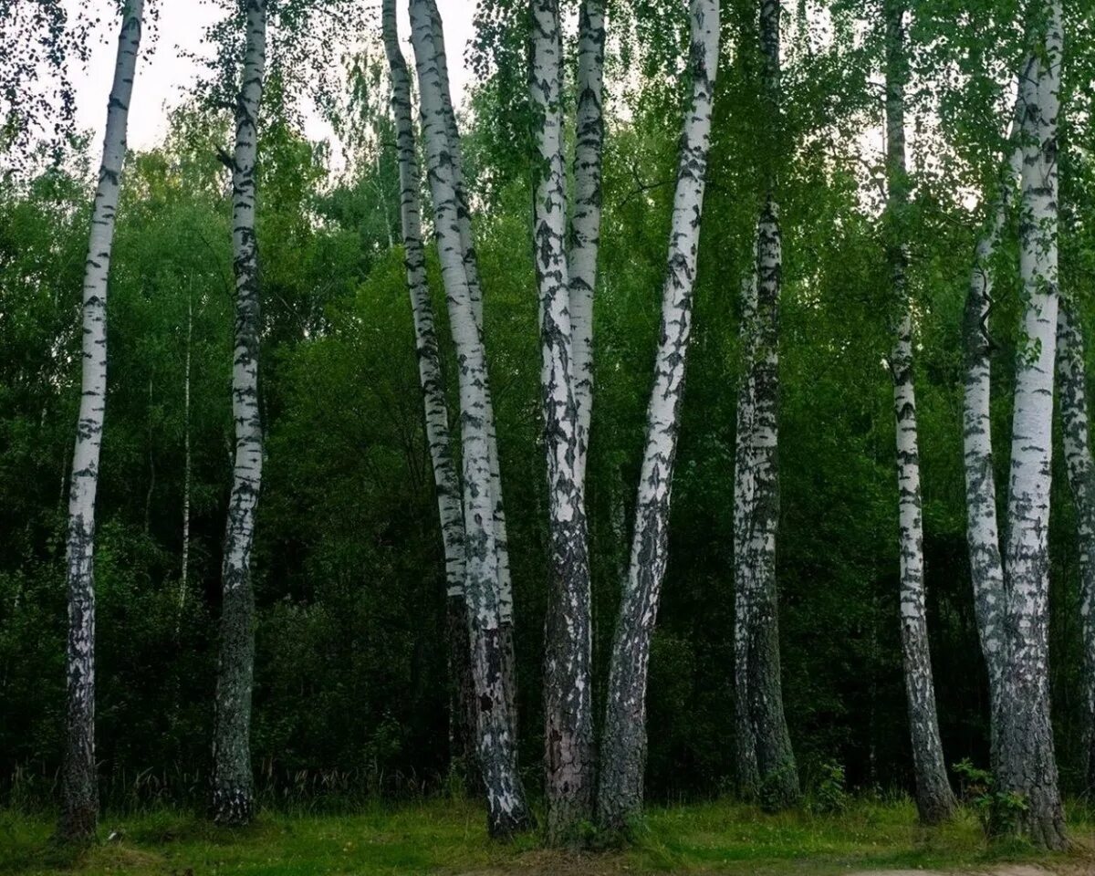 Березка алтайский край. Уральская береза. Береза Брянской области. Береза Кузбасса. Брянские березы.