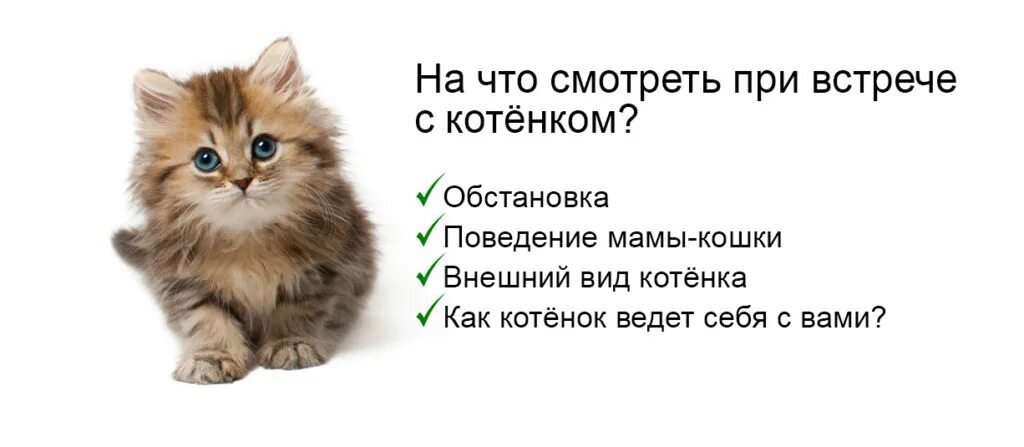 Помоги выбрать кота. Как выбрать котенка. Как выбрать кота. Подобранный котенок. Здоровый котенок.