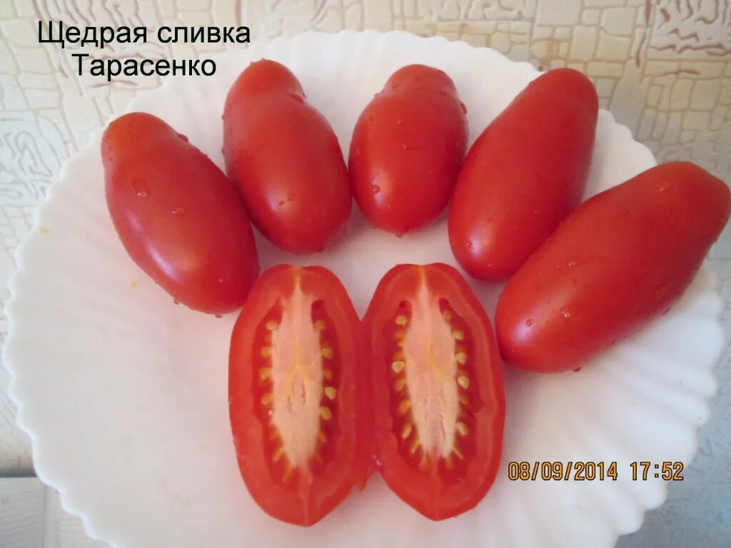 Томат щедрый. Томат щедрая сливянка. Томат щедрый. Щедрая сливка тарасенко. Томат сливка тарасенко.