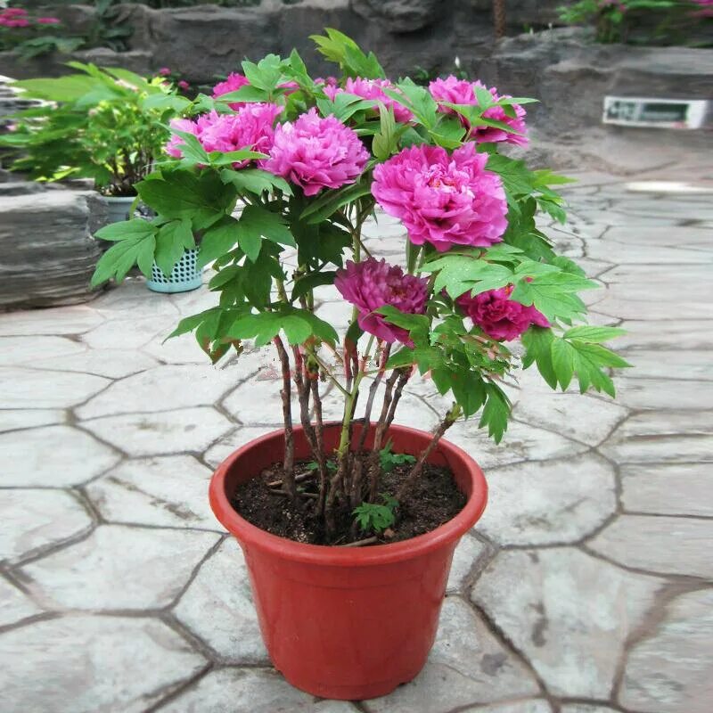 Пион patio peony rome. Пион в квартире можно выращивать. Пион patio peony rome. Древовидный пион в кашпо. Пион древовидный бонсай.
