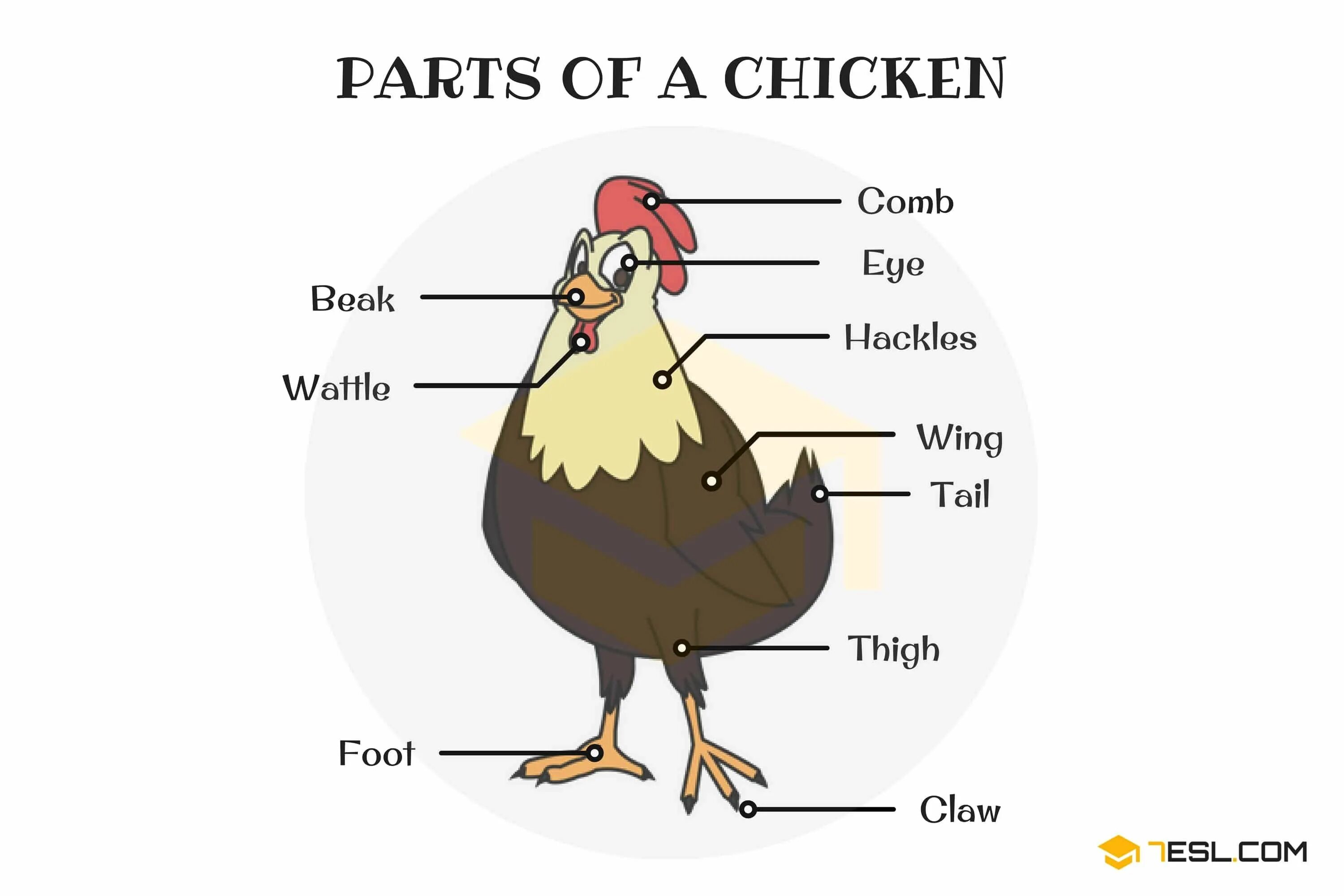 Кур перевод на русский. Части тела петуха на английском. Части курицы название. Части тела курицы. Части тела курицы для детей.