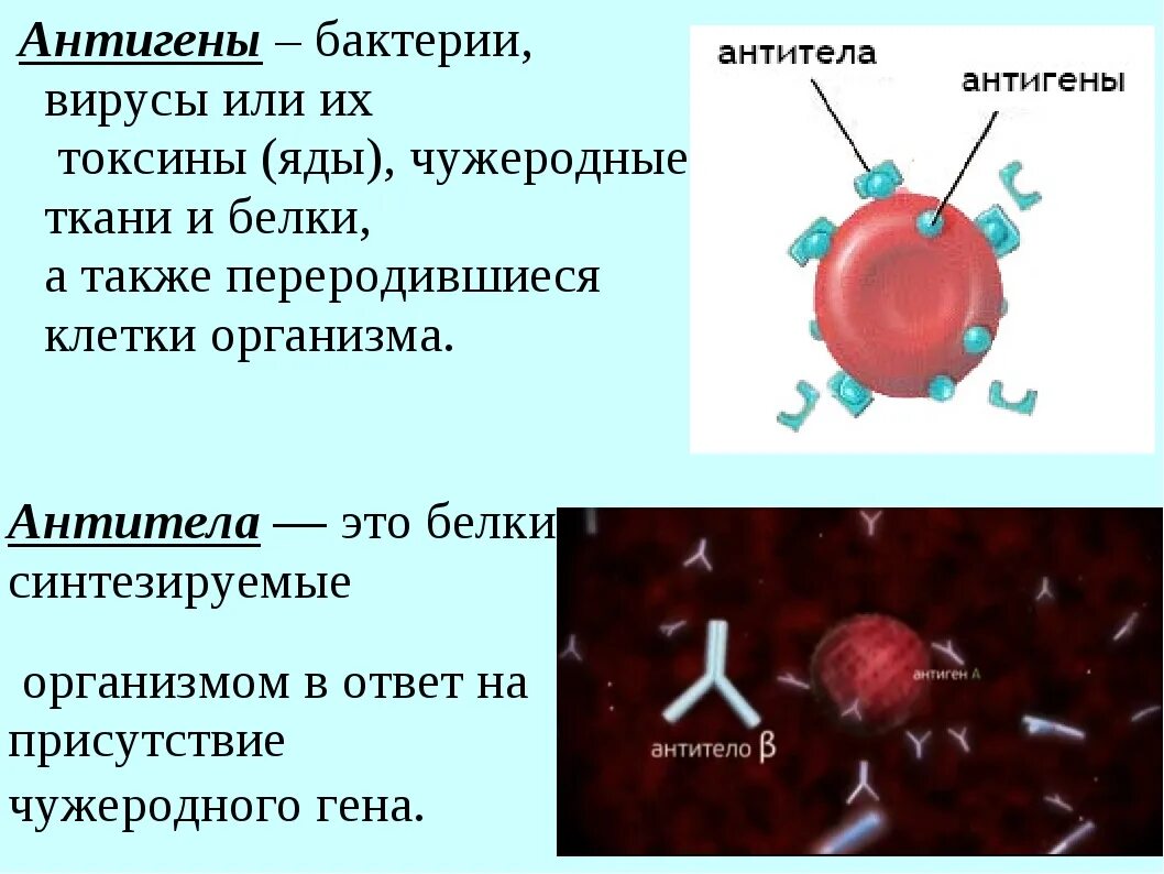 Клеточные антигены. Что такое антигены и антитела биология 8 класс. Антиген антитело лимфоциты т и в. Антиген элиминирующая функция антител. Понятие об антигенах и антителах.