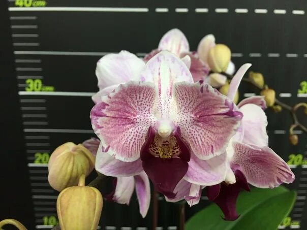 Gem stripe. Орхидея phal. little gem stripe. фаленопсис phal. little gem stripes. little gem stripes орхидея. фаленопсис little gem.