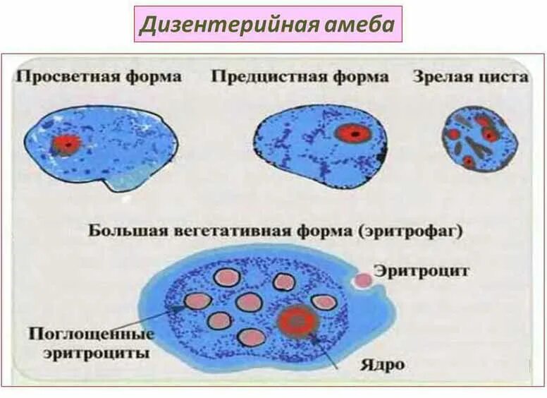 Дизентерийная амеба строение. Просветная форма дизентерийной амебы. Ложноножки у кишечной амебы. Вегетативная форма дизентерийной амебы. Малая вегетативная форма дизентерийной амебы.