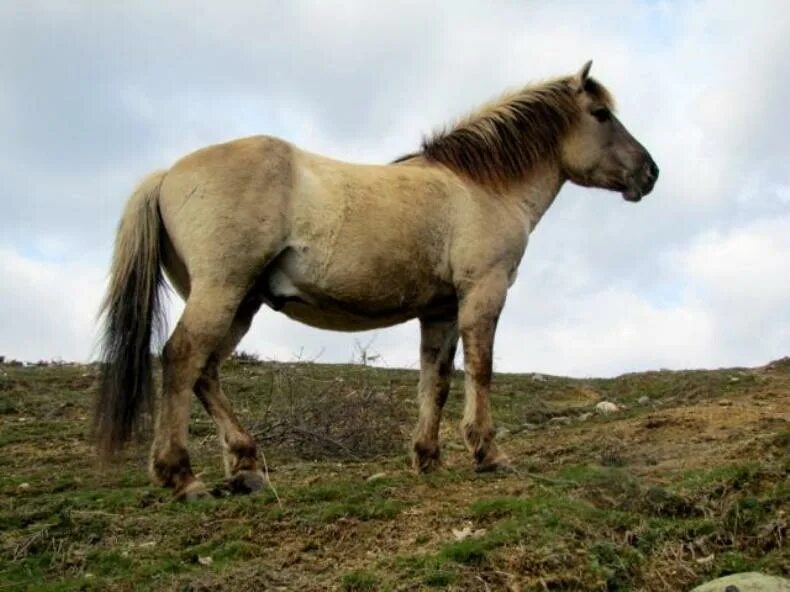 Дикая лошадь Тарпан. Степной Тарпан. Степная лошадь Тарпан. Тарпан, европейская Степная лошадь. Тарпан лошадь
