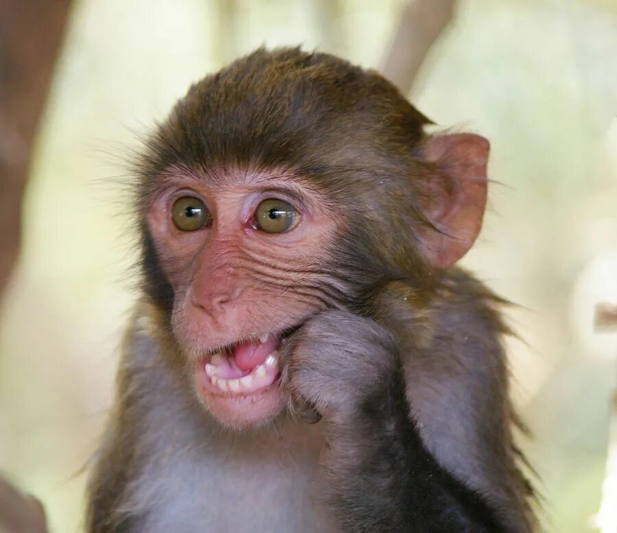 Ногти обезьяны. Смешные обезьянки. Обезьянка без зуба. Зубы шимпанзе. Обезьяньи зубы.