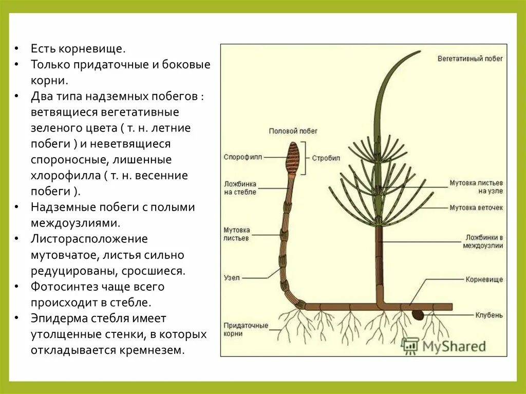 Надземные побеги корневище. Летний побег придаточные корни. Вегетативные побеги, спороносные побеги;. У корневища есть боковые корни.